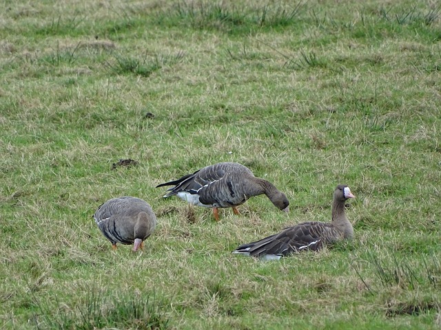 竞技观赏和 竞技观赏和